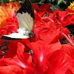 IMG_2585.JPG