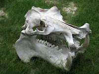 Hippo skull
