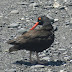 Black.oystercatcher.dscn0619