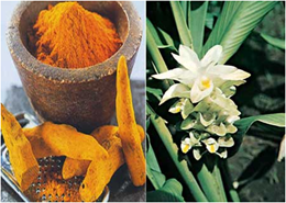 Turmeric Turmeric