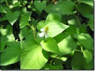 clip_image001 clip_image001