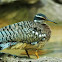 Sunbittern