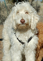 Sabastion is Gorgeousdooles foundation Grand Sire of our Doodle family. Sire Jeffrow's father and Ruben's Grandfather.