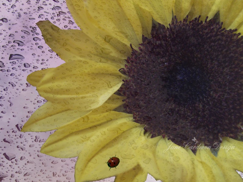 [Sunflower_Ladybug%255B3%255D.jpg]