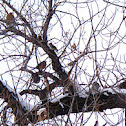 Robins and Cedar Waxwings