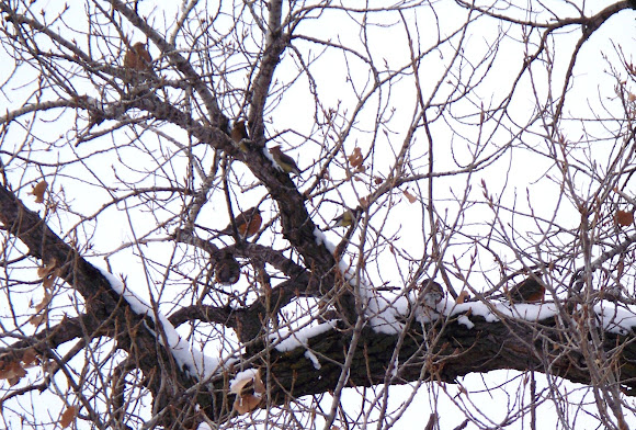 Spotting Image 1