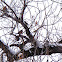 Robins and Cedar Waxwings