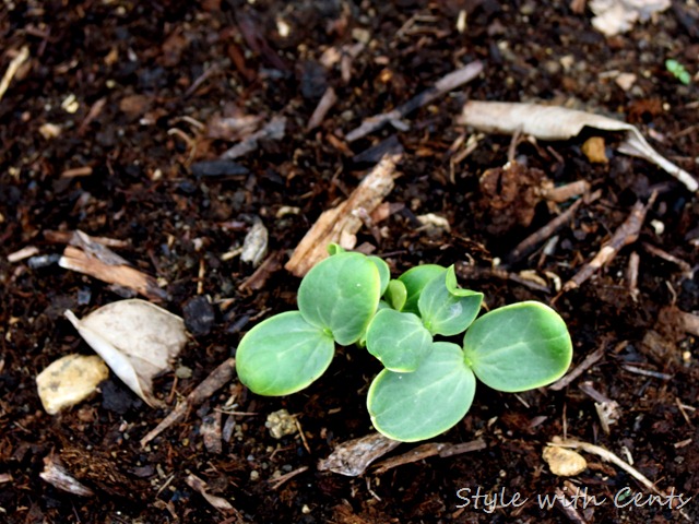 square foot gardening how to garden in a raised garden bed13