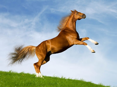 caballo.jpg