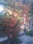 IMG_20111116_083506.jpg