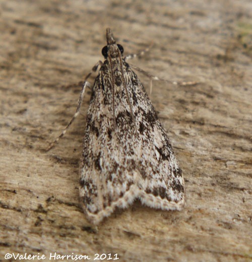 [scops-9%255B2%255D.jpg]