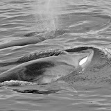 Finback whale mother and calf