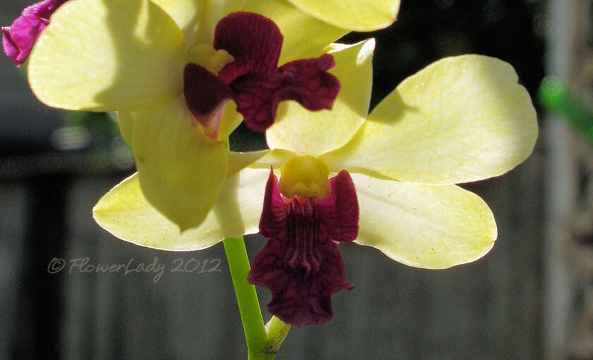 [06-01-unkn-orchid%255B4%255D.jpg]