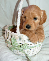 Bella<br />
she is a gorgeous sweetie pie!