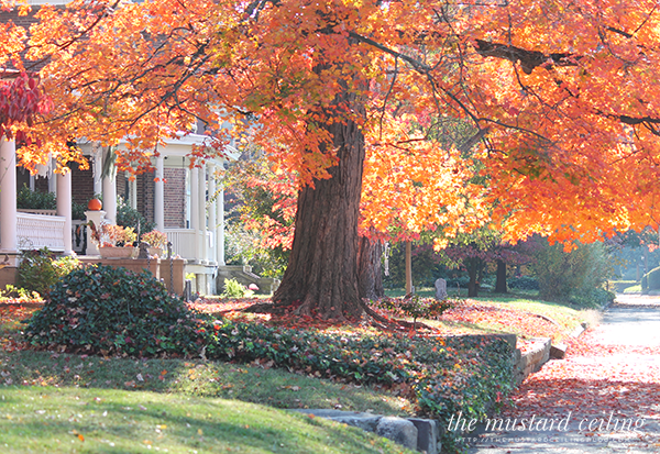[beautifulfoliage%255B1%255D%255B4%255D.png]