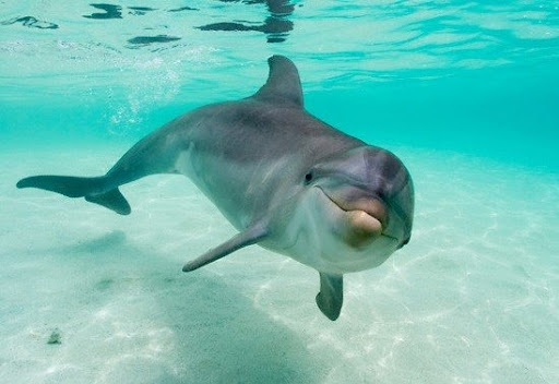 delfines o amantes