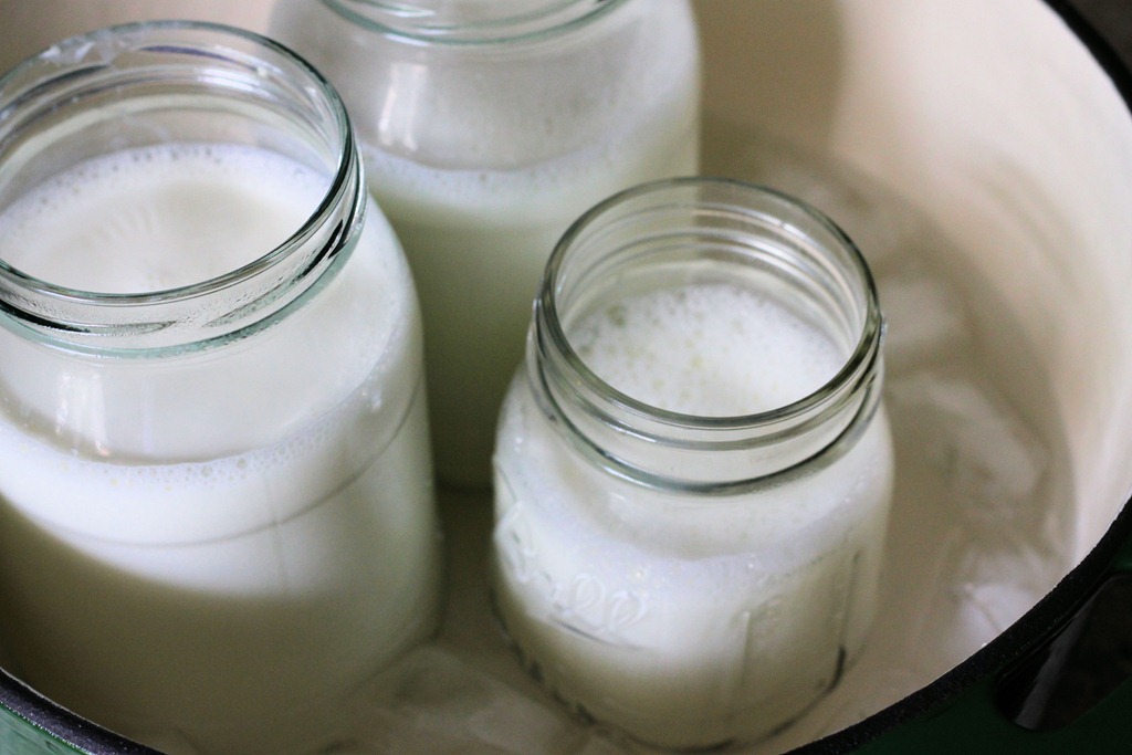 [cool_milk_for_yogurt_recipe_homemade%255B5%255D.jpg]