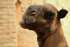 Dromedary close-up
