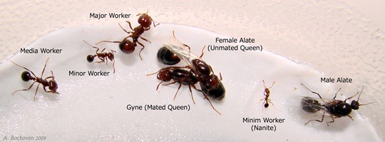 polimorfisme pada semut api Solenopsis invicta