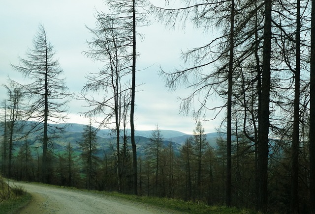 [glentress%2520trees2%255B3%255D.jpg]