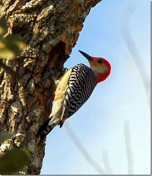 Woodpecker 2