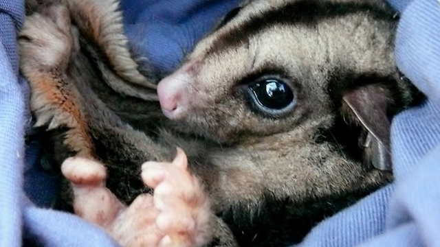 PRECIOUS GOODS: She survived Cyclone Yasi and now this mahogany glider is carrying young. Daryl Dickson / The Courier-Mail 