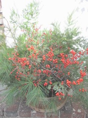 11.2011 Maine red berries and balsa greens