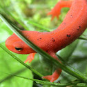 Eastern newt