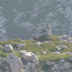 2011.08.18.-19. - Spodnje bohinjske gore