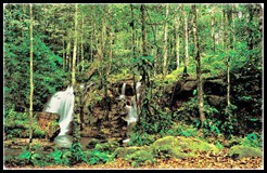 floresta-amazonica-2