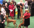 Pharoah Hounds