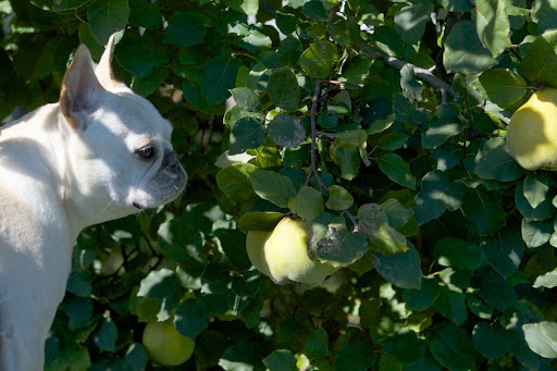 Quince is a fuzzy pome fruit that looks similar to a pear and is bright yellow when mature. However, this fruit is only edible when cooked, as it's flesh is very hard, astringent, and sour. Quince is a fuzzy pome fruit that looks similar to a pear and is bright yellow when mature. However, this fruit is only edible when cooked, as it's flesh is very hard, astringent, and sour.