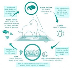ciclo da pulga