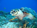 Tortuga