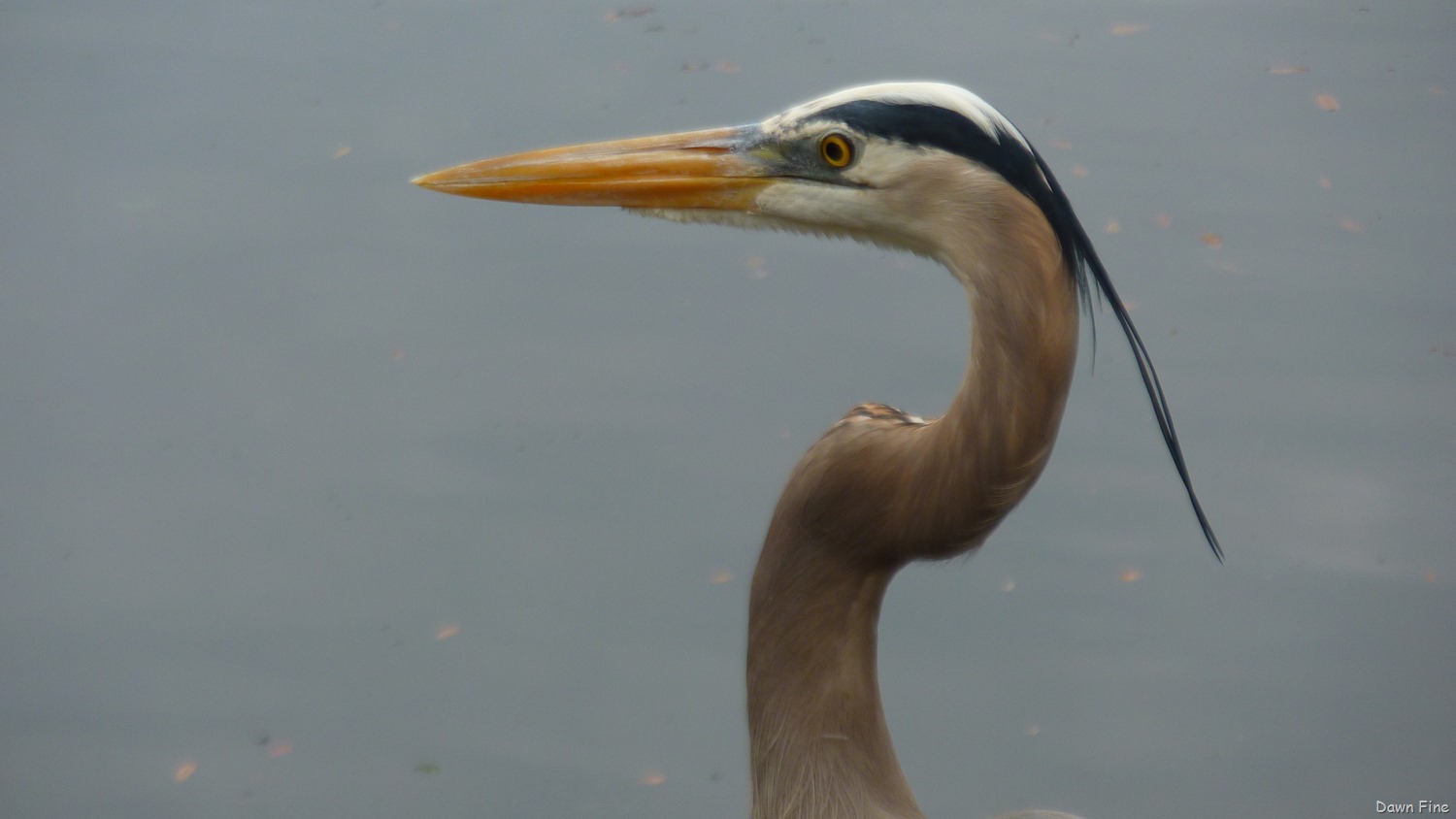 [Chassahowitzka%2520River%2520%2520area_009.jpg]