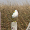 Ring-billed Gull
