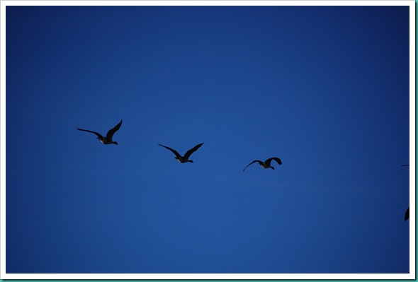 Geese