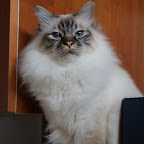 E2010-Zafir marts1.JPG