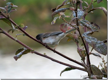 Dark-eyed Junco