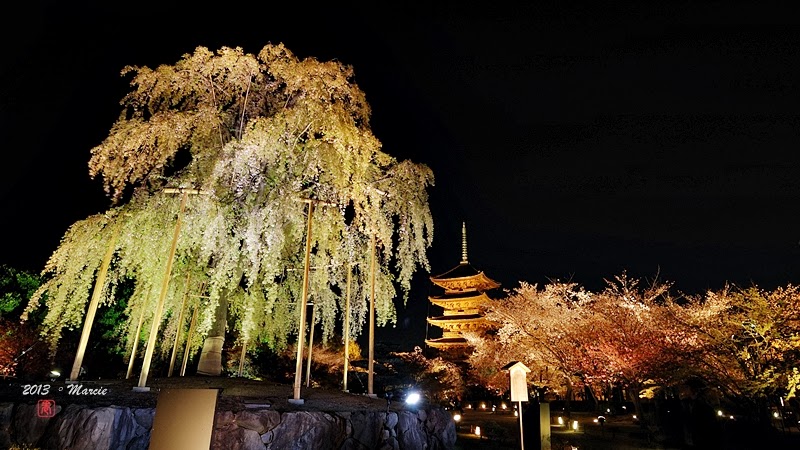 京都 東寺 夜櫻