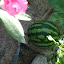 One of the plants of our garden: Watermelon