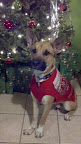 Huck looks quite dapper in his Christmas sweater.