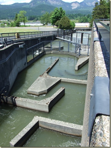 Man made fish ladder. As the fish came through they were counted.