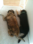 Two very releived rescued pooches, able to stay together because of DIrty Dog Squad.