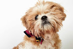 Lively and Lovable Little Man
(See link in post for details on Little Man who is at The Humane Society of New York)
Photo by Richard Phibbs