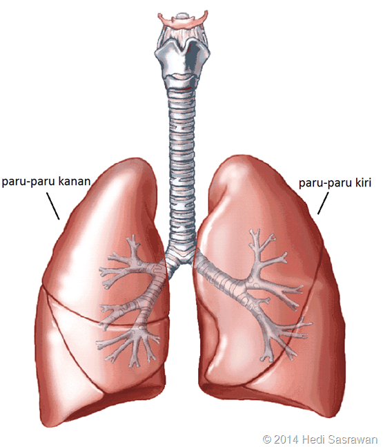 paru-paru manusia terdiri