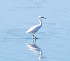 cape Cod 8.2013 white snowy egret at beach2