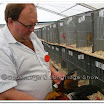 Poultry 003.jpg