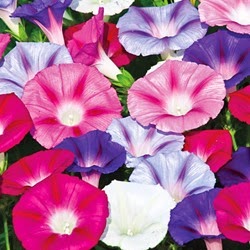 [Ipomoea%2520Lazy%2520Luxe%255B3%255D.jpg]