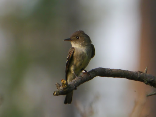 P1100246